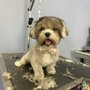 Photo of Happy Home service Pet Grooming
