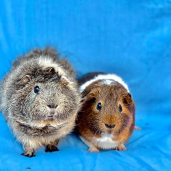 Los Angeles Guinea Pig Rescue