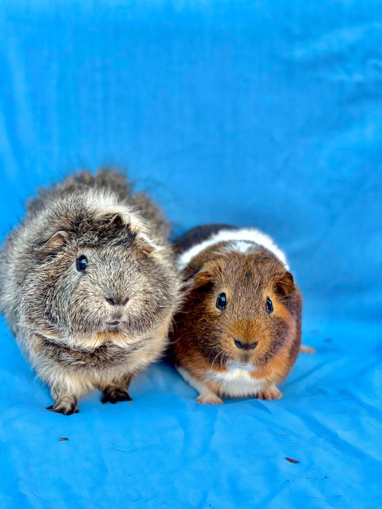 LOS ANGELES GUINEA PIG RESCUE Updated September 2024 90 Photos & 86 Reviews 10856