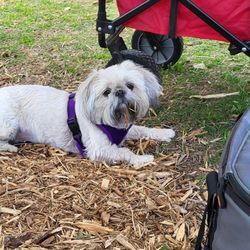 Doggie Styles Grooming and Boarding