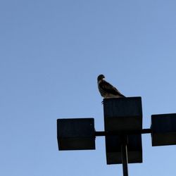 Pavilions - Hawk!