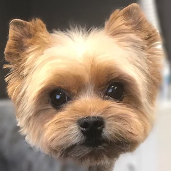 Ashley's Pet Artistry - Pet Groomers Near Me - Salem, Oregon