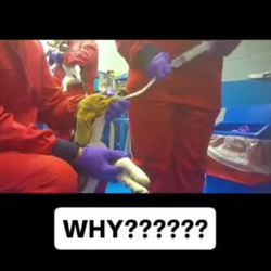 Charles River Labs - Them putting smth in the tube for the dog, dont know what it is but its definitely not good for them