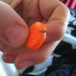 No joke after spending 15$ on a small bag of candy there was a dried bug stuck to my spree!!! Barf!!! Never again!!!