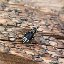Spectrum Pest Control - Bald Faced Hornet, actually a Black YellowJacket.