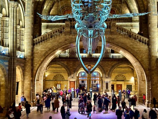 Natural History Museum by null