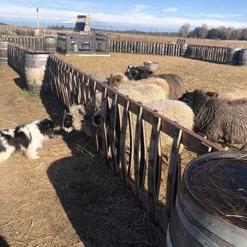 Virtue Cider - Sheep obsessed with a man's dog - Cideries Near Me - Fennville, Michigan Virtue Cider - Sheep obsessed with a man's dog - Cideries Near Me - Fennville, Michigan