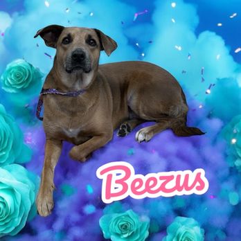 Pup N Fluff Zen - Pet Groomers Near Me Pup N Fluff Zen - Pet Groomers Near Me