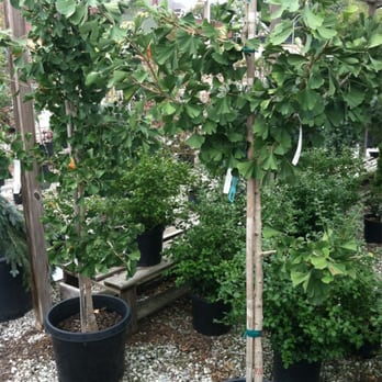 Bowood Farms - Lots of good sized trees ready for your yard. - Nurseries & Gardening Near Me - Saint Louis, Missouri