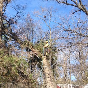 Expert Tree - Tree Services Near Me - Hammond, Wisconsin Expert Tree - Tree Services Near Me - Hammond, Wisconsin