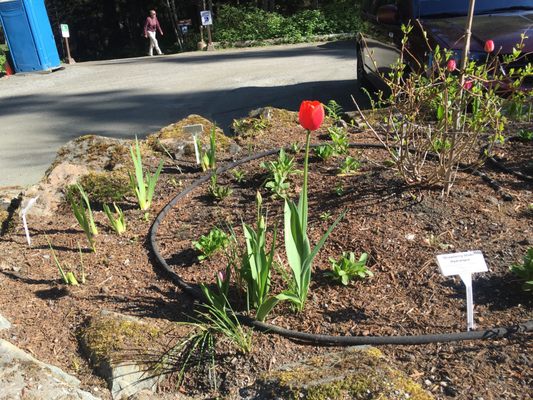 National Shrine of St. Thérèse by null