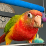 Photo of Chirping Friends Pets