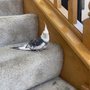 Bird Hospital