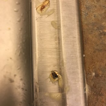 Patel Brothers - I bought besan from patel but i found roaches in it.how could be it's disgusting. - Grocery Near Me - Chicago, Illinois Patel Brothers - I bought besan from patel but i found roaches in it.how could be it's disgusting. - Grocery Near Me - Chicago, Illinois