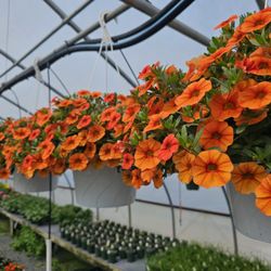 Mike's Hothouse