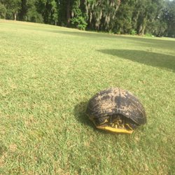 Hunter Golf Club - Wildlife at hunter golf course! Friendly staff family fun course!! Thanks
