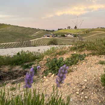 Sirena Vineyard Resort - Lavender near property and view - Wineries Near Me - Paso Robles, California Sirena Vineyard Resort - Lavender near property and view - Wineries Near Me - Paso Robles, California