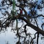 Stumps R Us Tree Service
