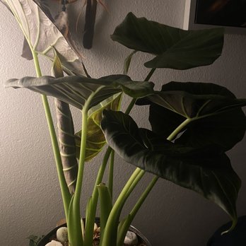 The Foliage Room - One of the plants she saved for me !! - Nurseries & Gardening Near Me - Redlands , California The Foliage Room - One of the plants she saved for me !! - Nurseries & Gardening Near Me - Redlands , California