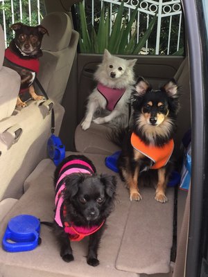 cozycroft pet hospital