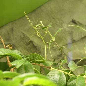 Insectarium de Montréal - Stick Bug. - Museums Near Me - Montreal, Quebec Insectarium de Montréal - Stick Bug. - Museums Near Me - Montreal, Quebec