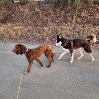 Crank’s Custom Canines - Angeline's dog enjoying walking without any reactivity in our care just 3 days after he was dropped off. - Pet Training Near Me - Temecula, California Crank’s Custom Canines - Angeline's dog enjoying walking without any reactivity in our care just 3 days after he was dropped off. - Pet Training Near Me - Temecula, California