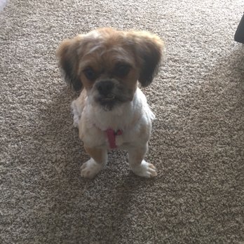 D&S Canine Designs - Lexi with her new cut. - Pet Groomers Near Me - Lexington, Kentucky D&S Canine Designs - Lexi with her new cut. - Pet Groomers Near Me - Lexington, Kentucky