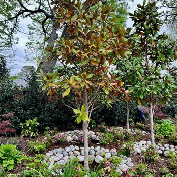 Streamline Landscape - a tree in a garden - Landscaping Near Me - Colleyville, Texas Streamline Landscape - a tree in a garden - Landscaping Near Me - Colleyville, Texas