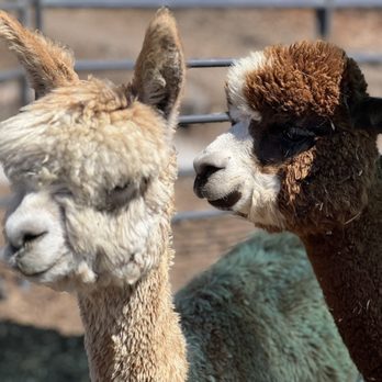 Fermata Farm and Cafe - Alpacas - Coffee & Tea Near Me - Thousand Oaks, California