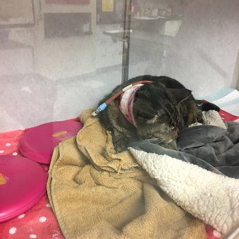Rivermist Pet Lodge - Penelope "Penny" in the intensive care facility due to the extreme negligence of Rivermist Pet Lodge - particularly David and Scott. - Pet Sitting Near Me - Brinklow, Maryland