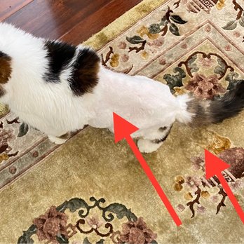 Good Dog Mobile Grooming - Shaved body & not blended or transitioned, chopped up coat clipper holes in tail. - Pet Groomers Near Me