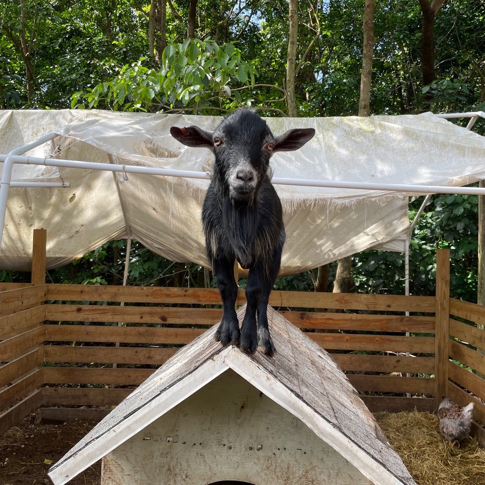 ​Happi Farm - There's always that one who does something ridiculous. - Community Service/Non-Profit Near Me - Davie, Florida