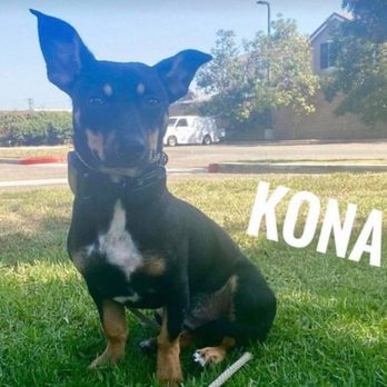 Off Leash K9 Training Palm Springs - Pet Training Near Me
