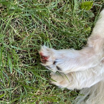TLC Mobile Grooming - Cut paw - Pet Groomers Near Me TLC Mobile Grooming - Cut paw - Pet Groomers Near Me