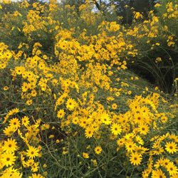 Cleveland Park Playground - These beauties bloom in autumn near the playground and shelters!