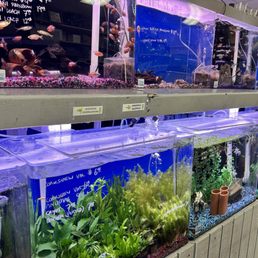 Assorted aquatic plants, schooling fish Assorted aquatic plants, schooling fish