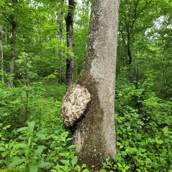 Riverside Preserve - This tree seems to have a hernia. - Parks Near Me - Marshall, Virginia Riverside Preserve - This tree seems to have a hernia. - Parks Near Me - Marshall, Virginia