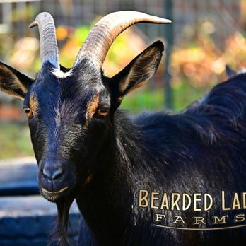 Bearded Lady Farms - One of our Nanny goats. - Attraction Farms Near Me - Denmark, South Carolina