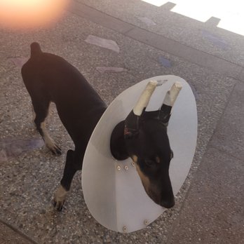 Perris Valley Veterinary Clinic - Dr. did a great job! - Veterinarians Near Me - Perris, California Perris Valley Veterinary Clinic - Dr. did a great job! - Veterinarians Near Me - Perris, California
