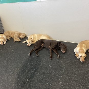 Dogtopia - Sleepy puppies - Pet Boarding Near Me - Garden City, Idaho Dogtopia - Sleepy puppies - Pet Boarding Near Me - Garden City, Idaho