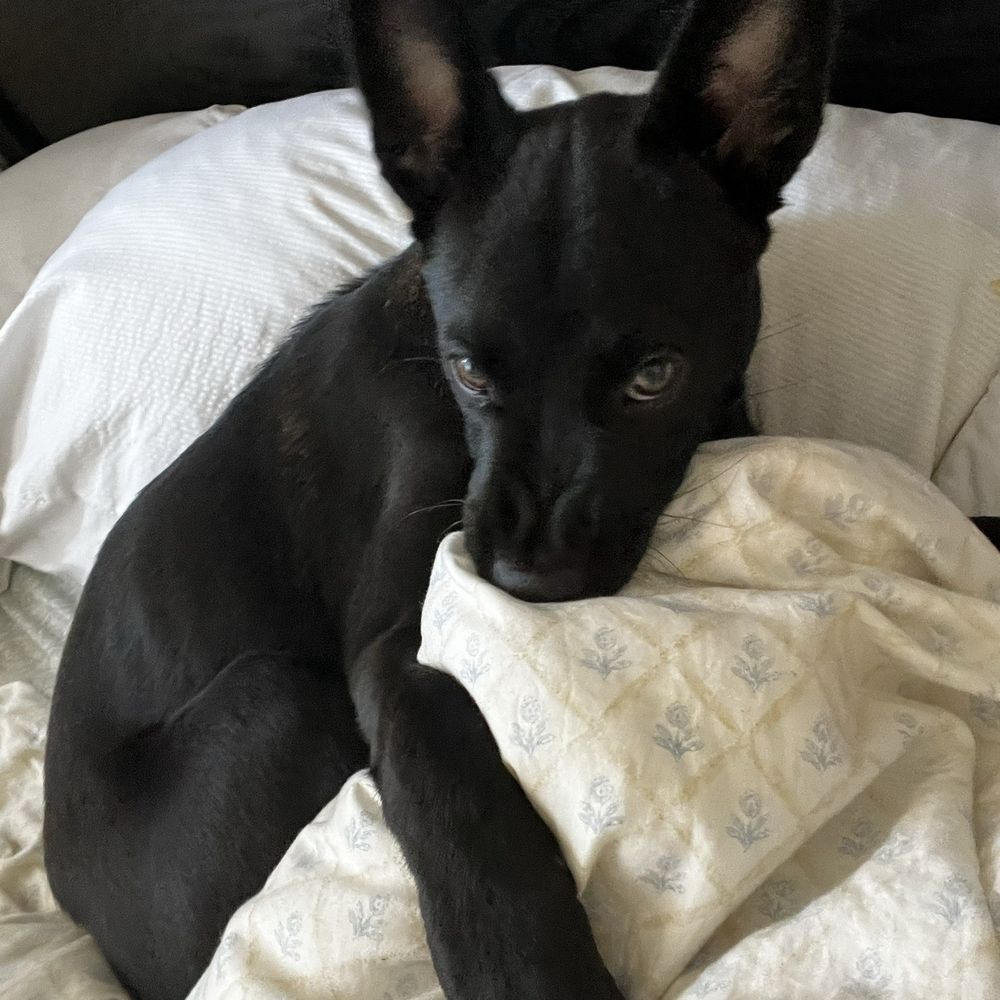 VCA TLC Pasadena Veterinary Specialty and Emergency - Jackie girl! - Veterinarians Near Me - South Pasadena, California VCA TLC Pasadena Veterinary Specialty and Emergency - Jackie girl! - Veterinarians Near Me - South Pasadena, California