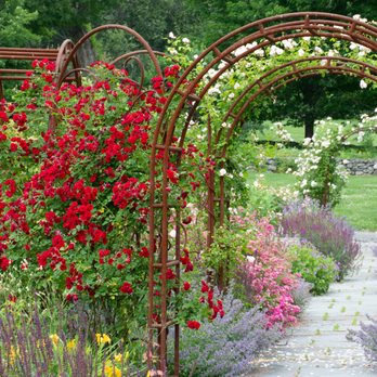 White Flower Farm - Our "roses & friends" garden in June 2025. - Nurseries & Gardening Near Me - Morris, Connecticut White Flower Farm - Our "roses & friends" garden in June 2025. - Nurseries & Gardening Near Me - Morris, Connecticut