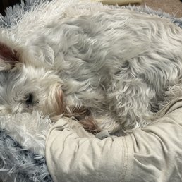 Happy customer, who is not licking his paws like he was before our visit