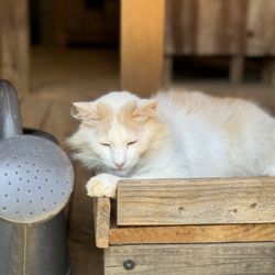 MacGregor Orchard - Cat!
