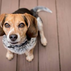 Olive Branch Dog Boarding And Daycare