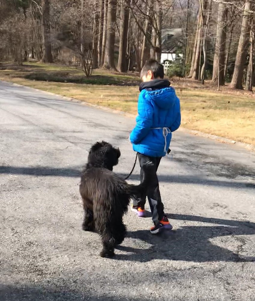 SHARED JOURNEYS DOG TRAINING Updated July 2024 106 Photos