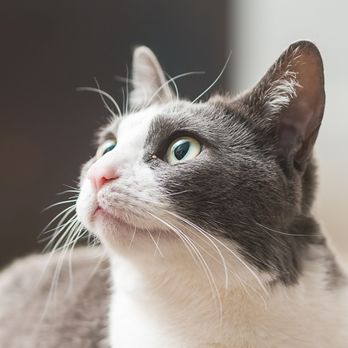 JBK Photography - my cat - Pet Photography Near Me JBK Photography - my cat - Pet Photography Near Me