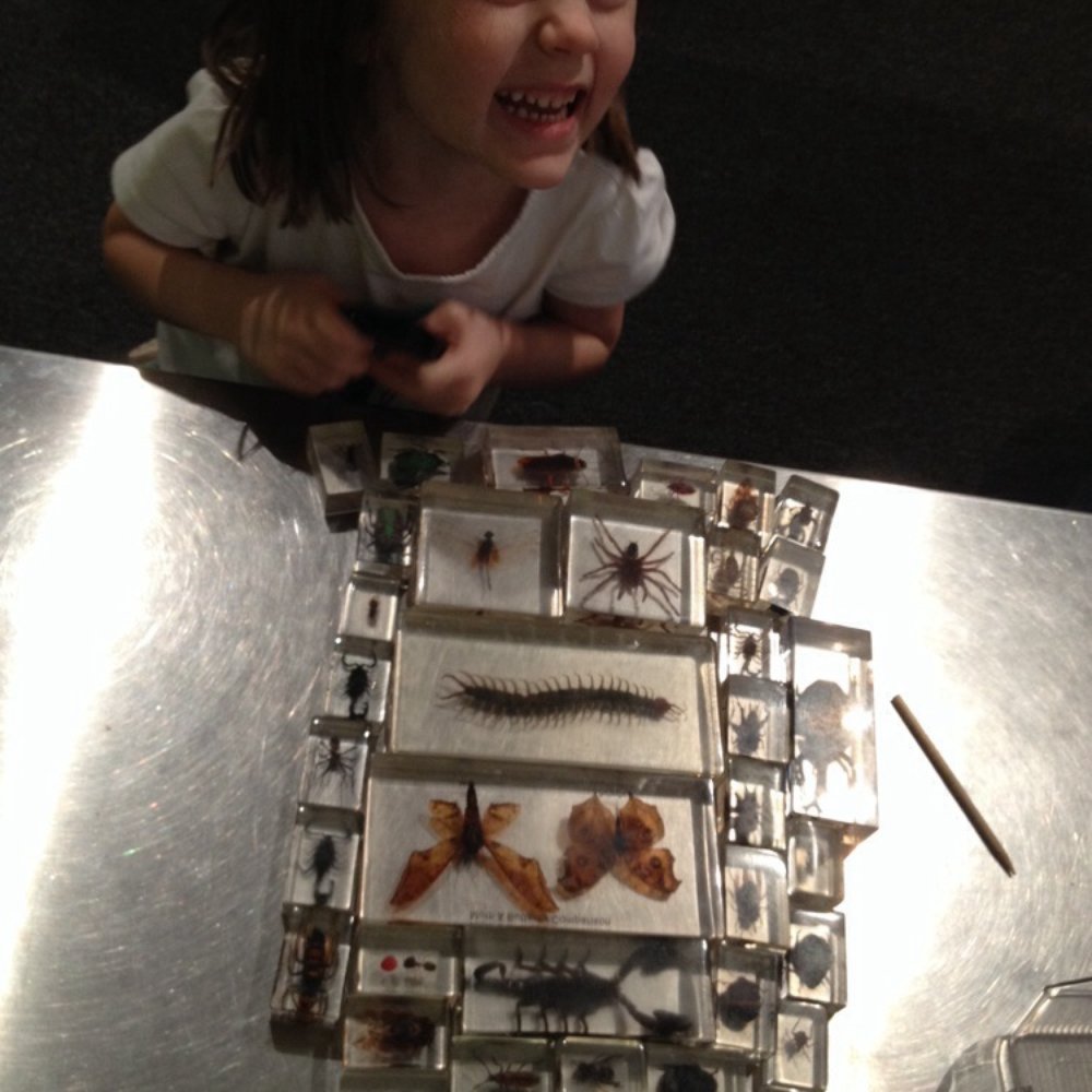 IDEA Museum - Loving the bug exhibit! - Children's Museums Near Me - Mesa, Arizona IDEA Museum - Loving the bug exhibit! - Children's Museums Near Me - Mesa, Arizona