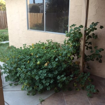 Stratus Property Management - 50 Cent pieces...that's how big the roots were on this weed in our backyard. - Property Management Near Me - Hanford, California Stratus Property Management - 50 Cent pieces...that's how big the roots were on this weed in our backyard. - Property Management Near Me - Hanford, California