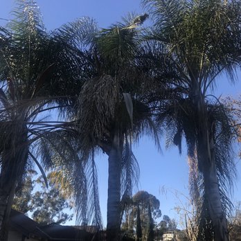 One Day Tree service - Before - Tree Services Near Me - Los Angeles, California One Day Tree service - Before - Tree Services Near Me - Los Angeles, California